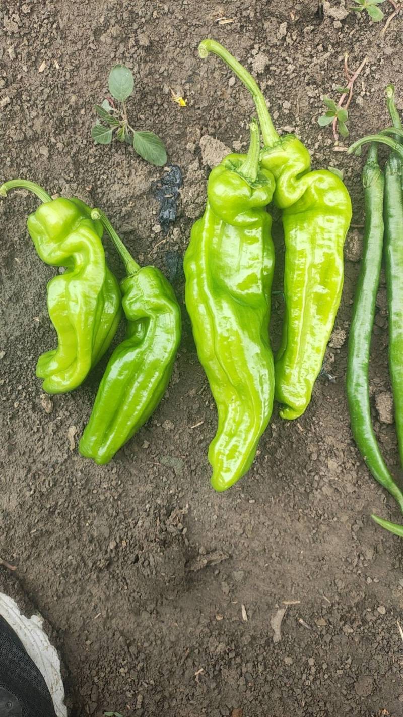 河南上蔡龚垒辣椒代办芜湖椒苏椒薄皮青泡椒代发代收装箱