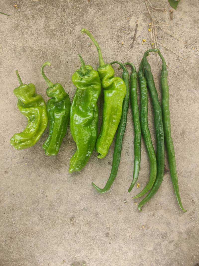 河南上蔡龚垒辣椒代办芜湖椒苏椒薄皮青泡椒代发代收装箱