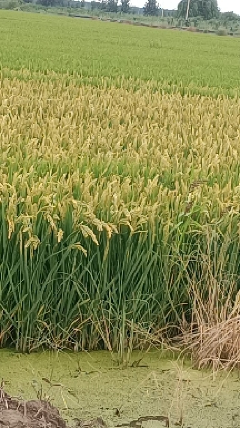 这里是河北唐山丰南区，稻田蟹即将上市，先睹为快。