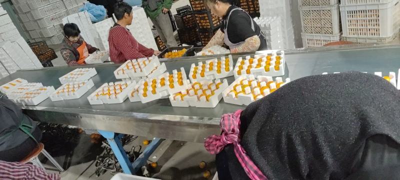 蜜桔大棚蜜桔通货叶果蜜桔蜜橘浙江台州