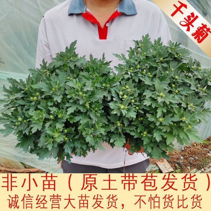 菊花带花苞多年生花卉植物阳台庭院盆栽室内室外种植四季