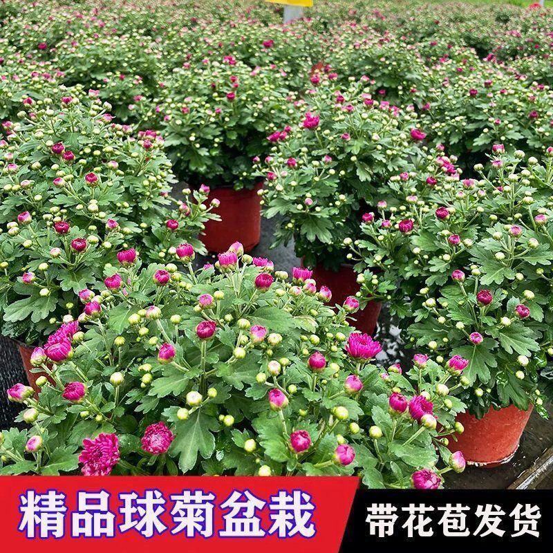 菊花带花苞多年生花卉植物阳台庭院盆栽室内室外种植四季