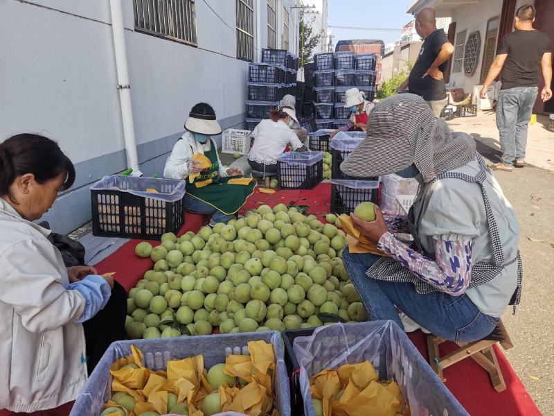 江苏产区精品大青桃