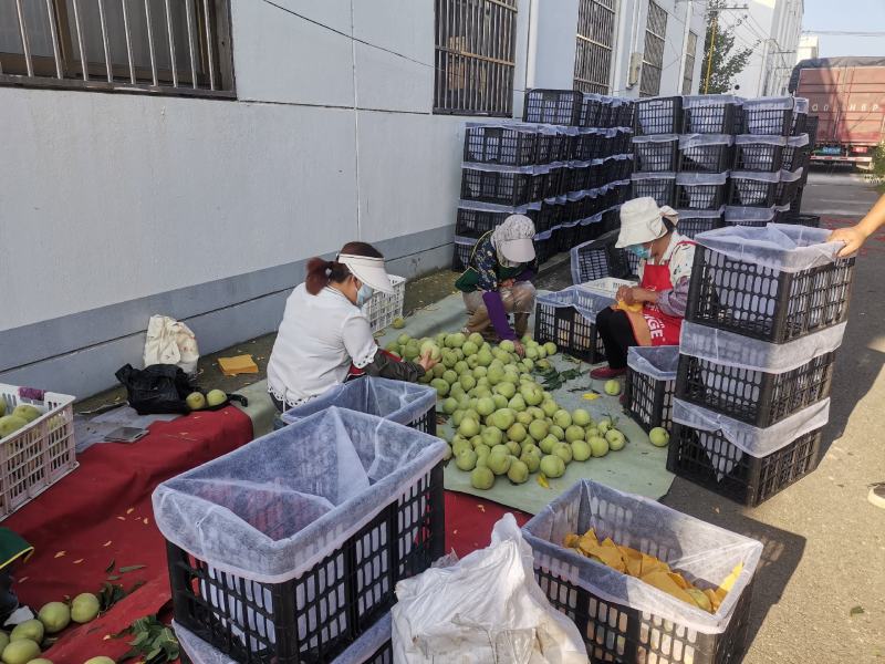 江苏产区精品大青桃