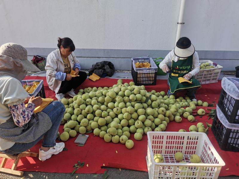 江苏产区精品大青桃