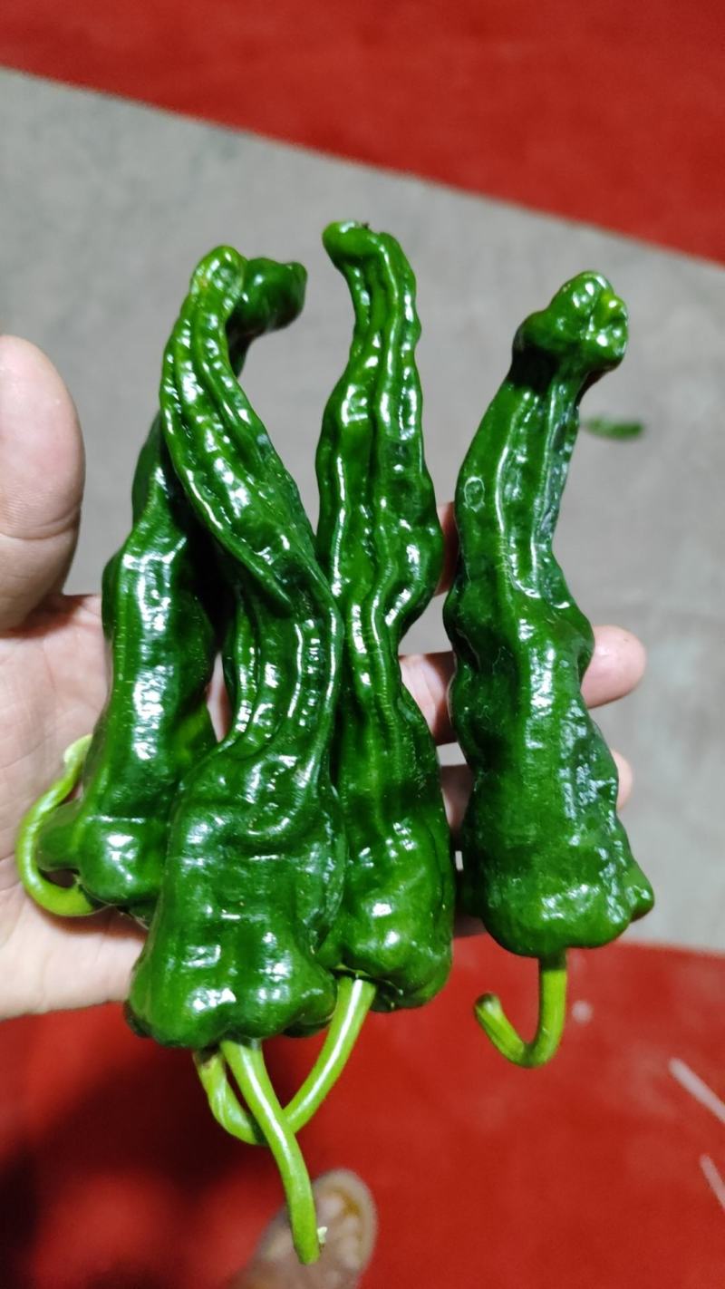 湘研55.软香辣.螺丝椒.余干椒.皱皮椒.线椒