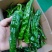 湘研55.软香辣.螺丝椒.余干椒.皱皮椒.线椒