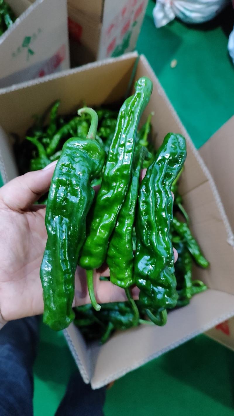 湘研55.软香辣.螺丝椒.余干椒.皱皮椒.线椒