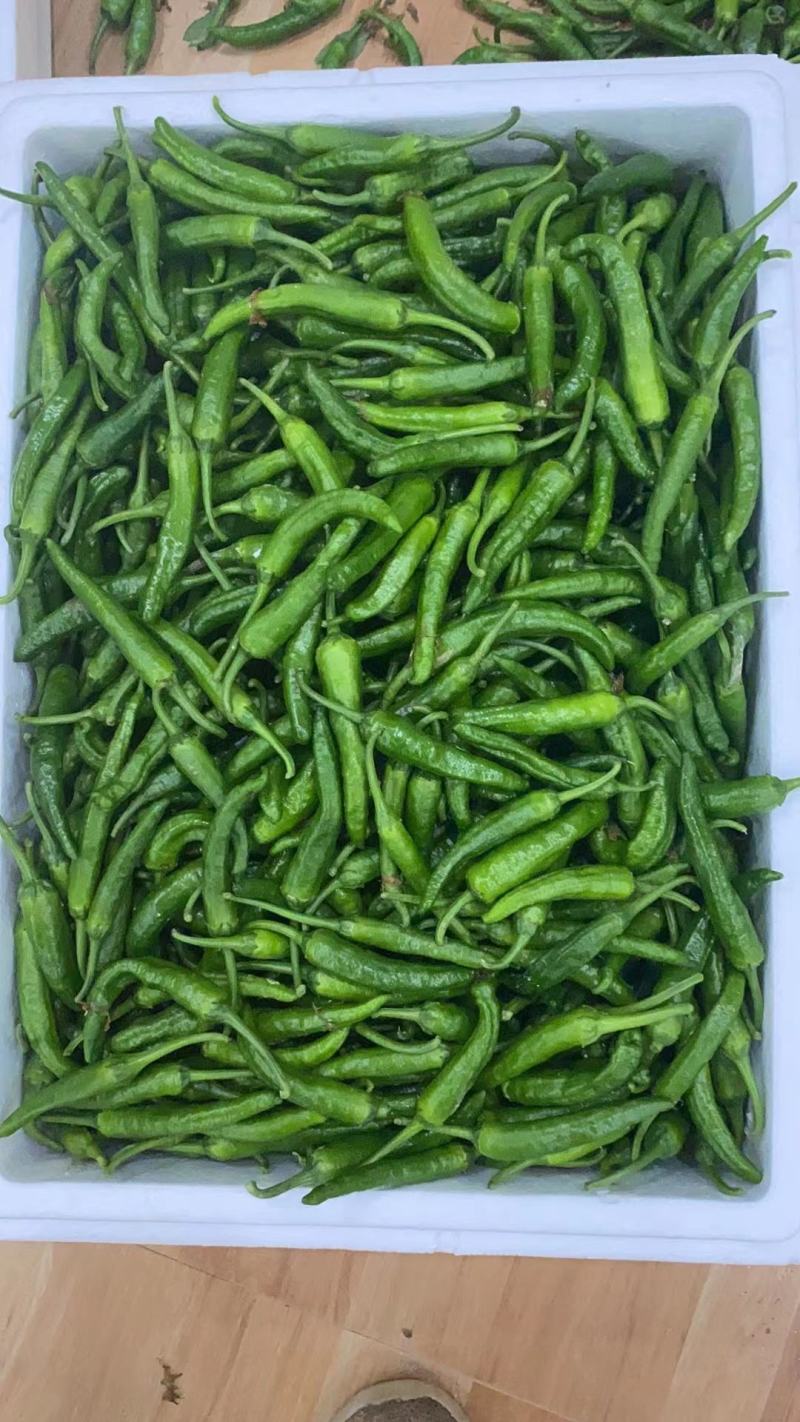 湘研55.软香辣.螺丝椒.余干椒.皱皮椒.线椒