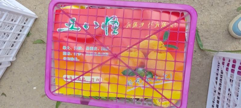 85cm以上大泡果丑桔蜜桔浙江柑桔专业代办