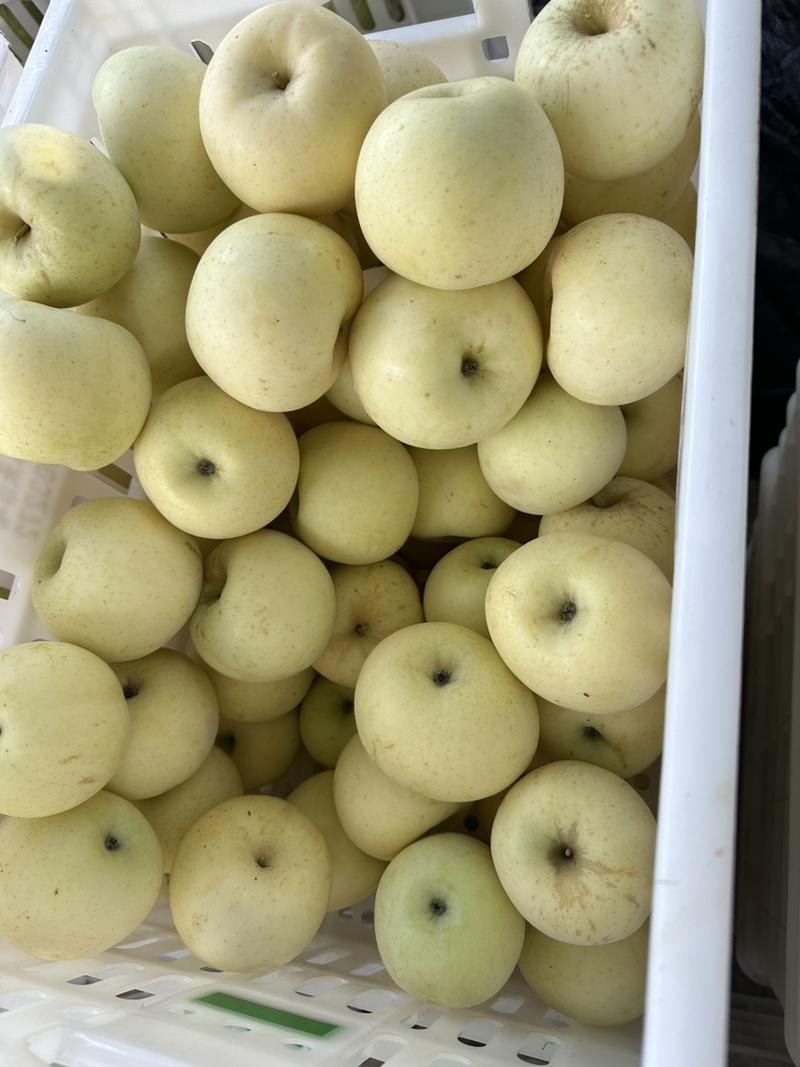 金帅苹果大量供应大量现货，原产地，