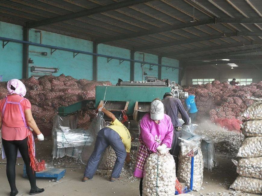 大蒜加工厂场景