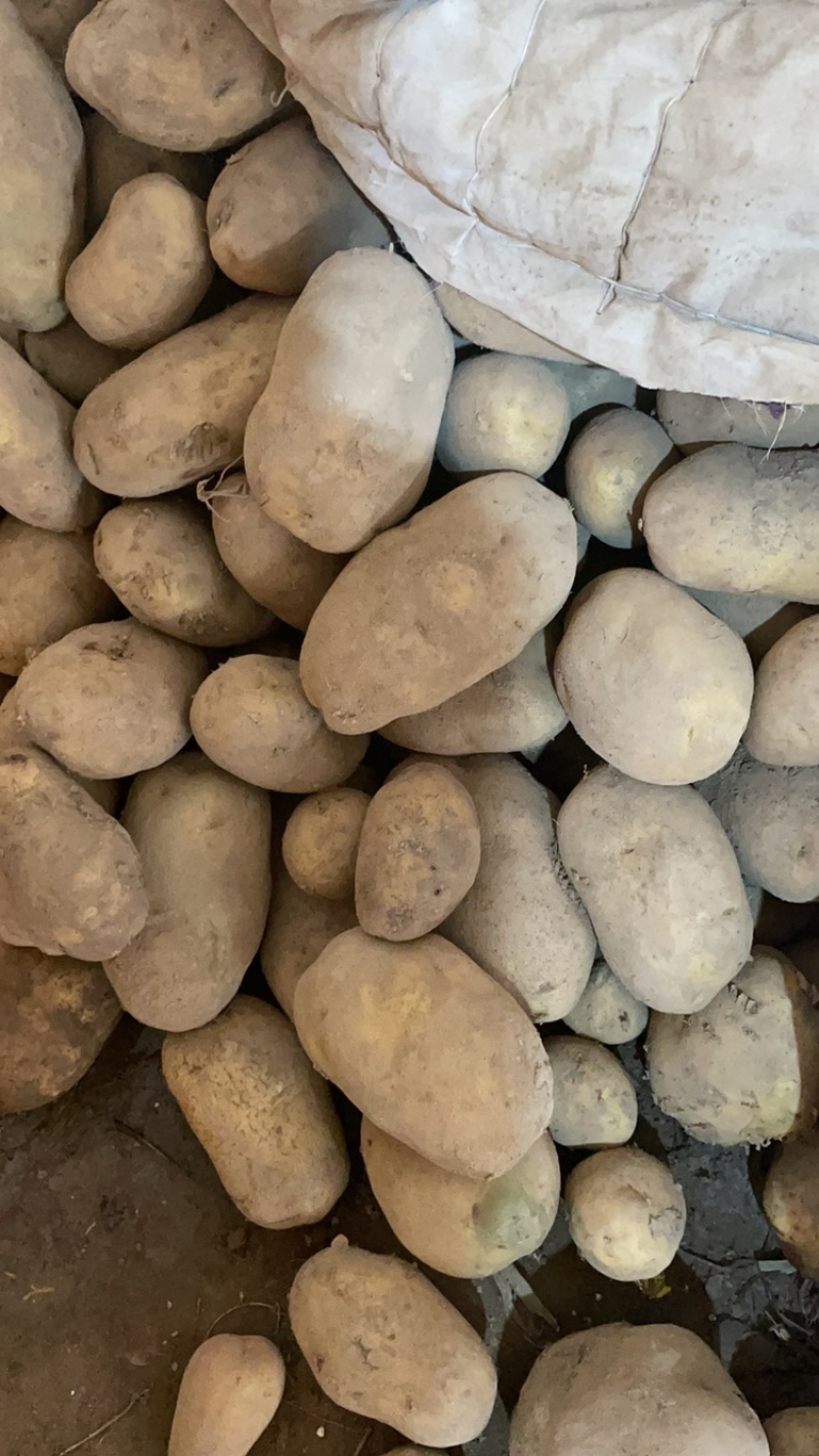 精品226土豆没有绿头虫眼白皮白肉