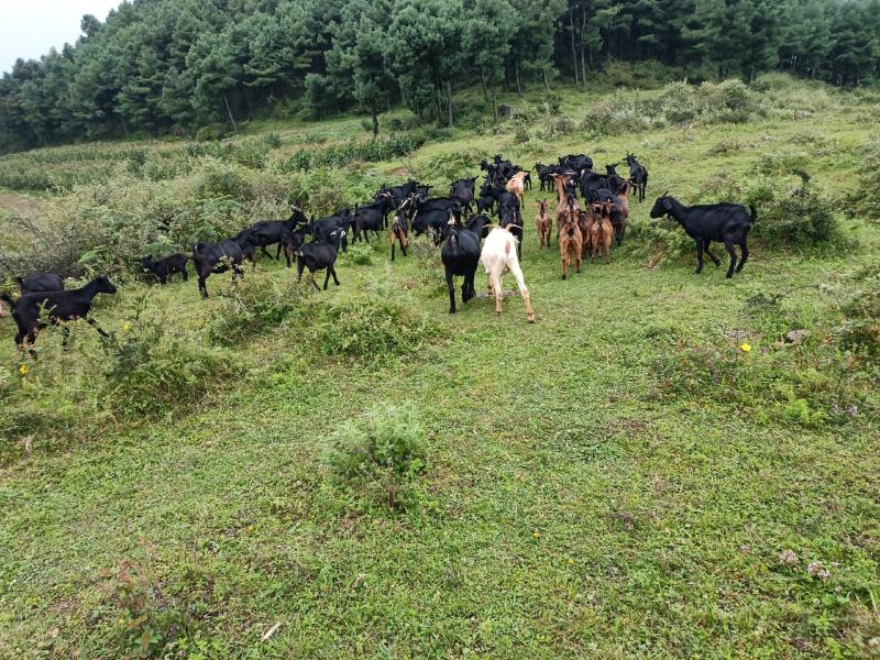 正宗本地黑山羊群羊出售，高山散养肉质鲜嫩，有需要的客户