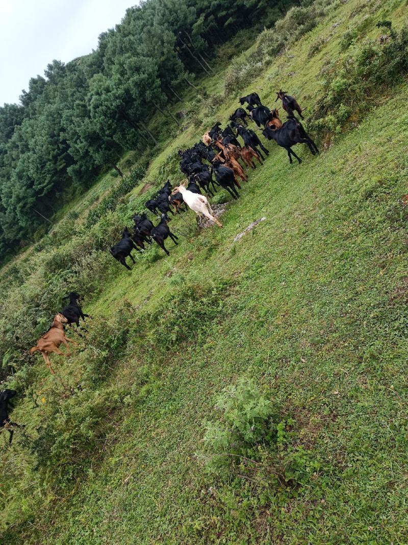 正宗本地黑山羊群羊出售，高山散养肉质鲜嫩，有需要的客户