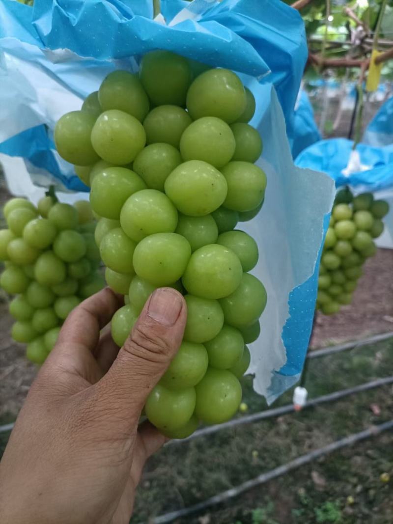 阳光玫瑰葡萄，大量上市，欢迎新老客户前来选购