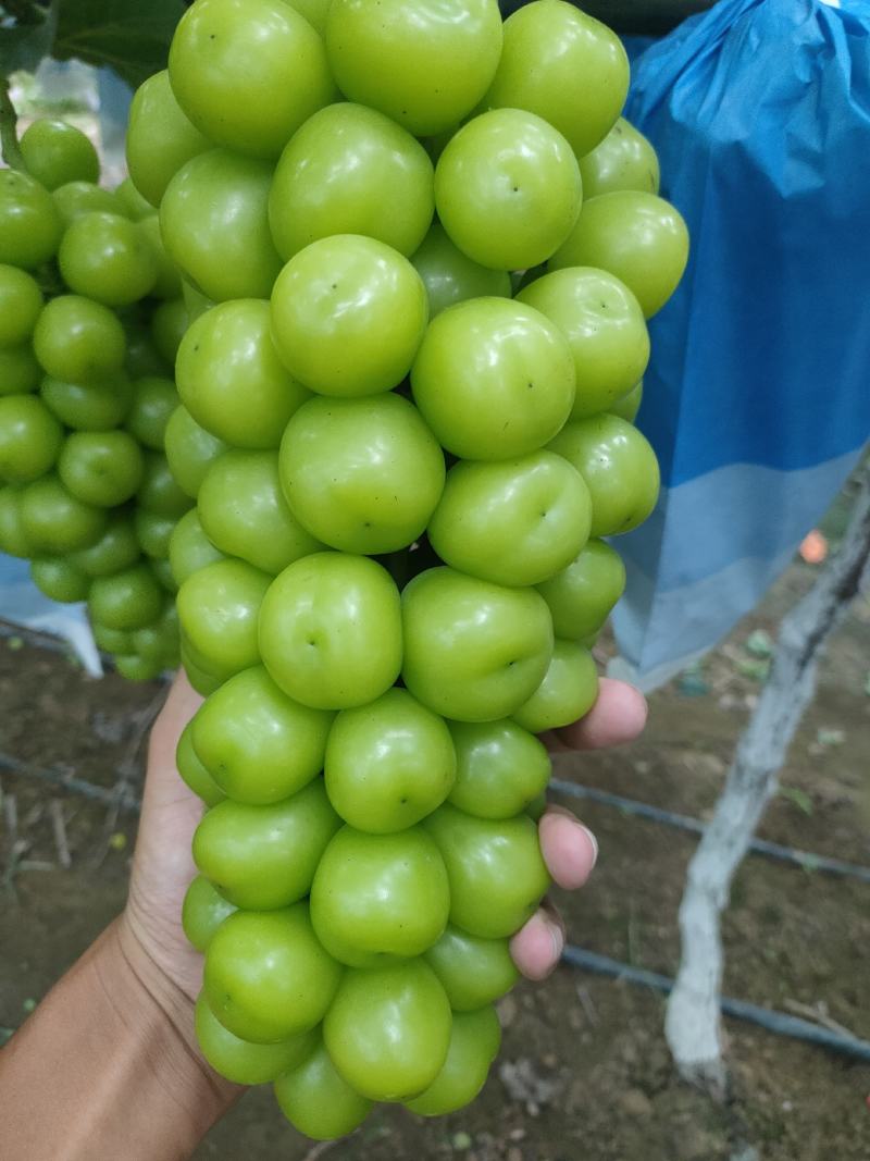 河南商丘夏邑晴王葡萄阳光玫瑰葡萄已经成熟欢迎实地考察