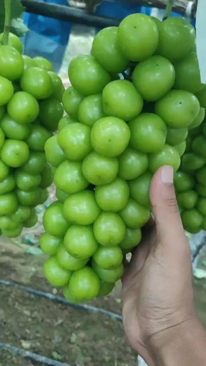 河南商丘夏邑晴王葡萄阳光玫瑰葡萄已经成熟欢迎实地考察