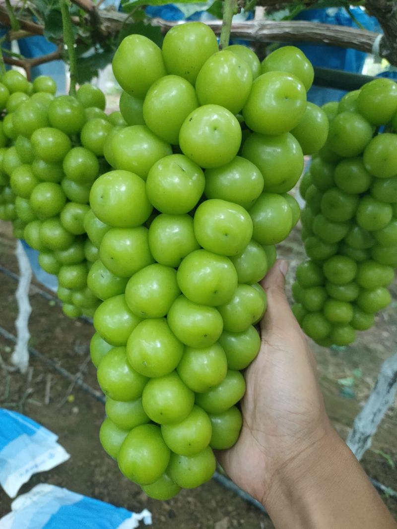 河南商丘夏邑晴王葡萄阳光玫瑰葡萄已经成熟欢迎实地考察