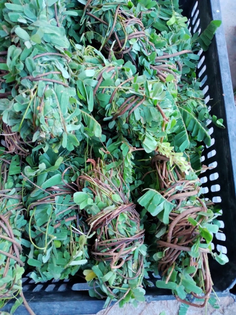 野生鸡骨草