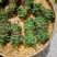 野生鸡骨草