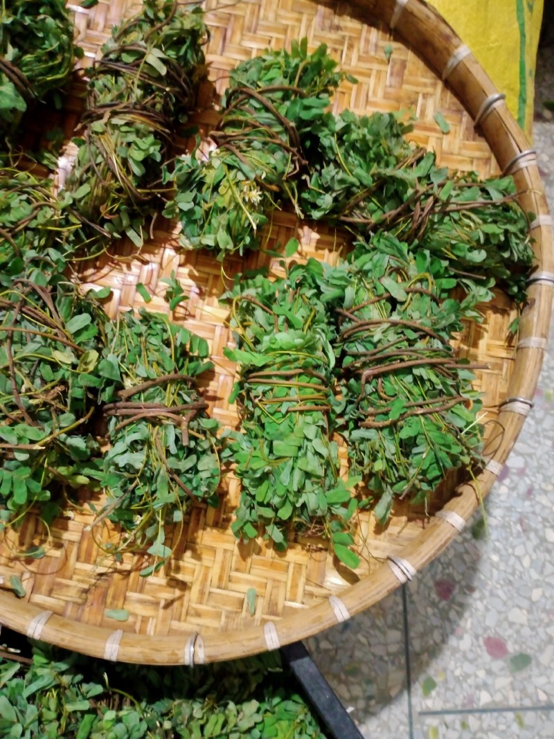 野生鸡骨草