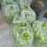 包菜，辣椒，无精豆南瓜