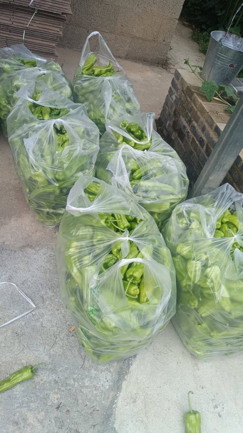 包菜，辣椒，无精豆南瓜