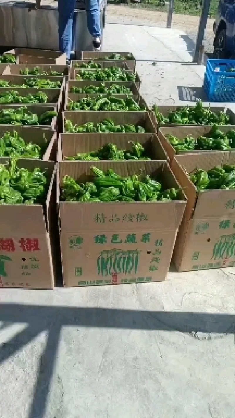 包菜，辣椒，无精豆南瓜