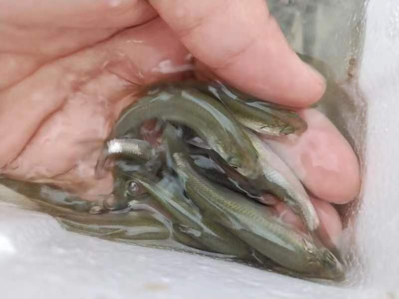 赤眼鳟鱼苗，产地直发，品质保证，欢迎选购，可视频看货