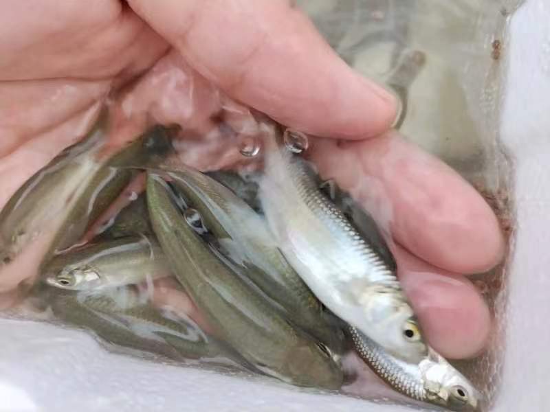 赤眼鳟鱼苗，产地直发，品质保证，欢迎选购，可视频看货