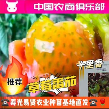 山东潍坊寿光草莓西红柿种子苗铁皮柿子种苗小果中果常年供应