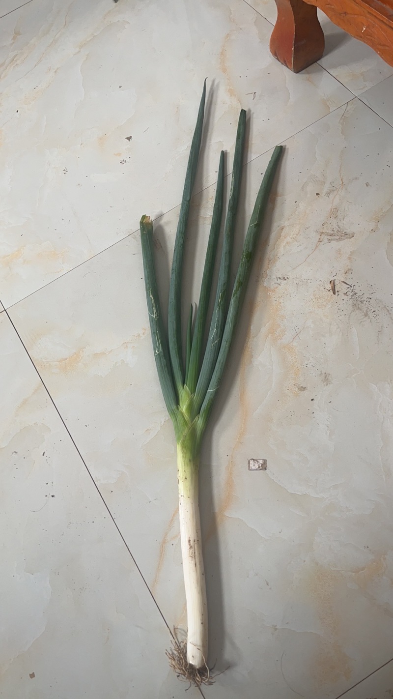 长白大葱