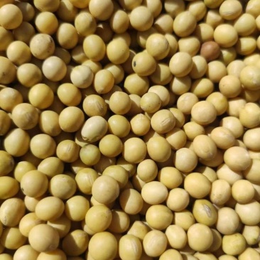玉米大豆批发