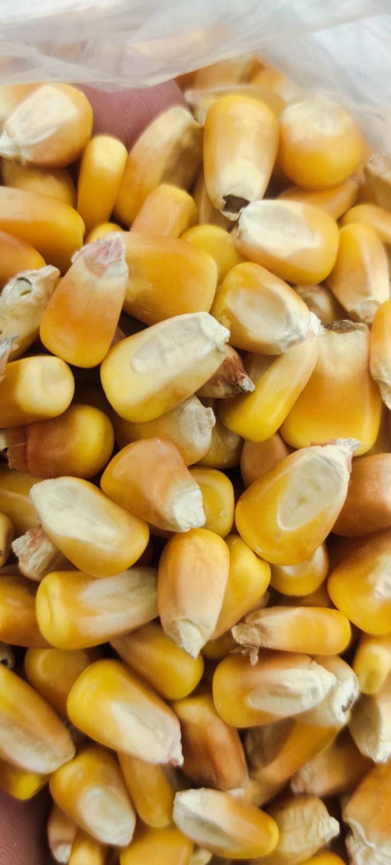 玉米大豆批发