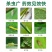 80%烯啶吡蚜酮杀虫剂农药水稻白粉虱蚜虫菜青虫正品灰飞虱