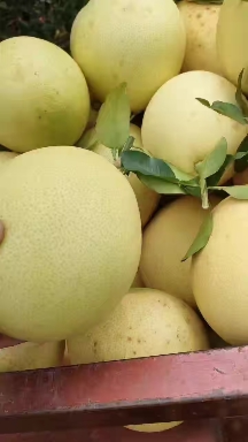 广西扶绥三红蜜柚大量上市