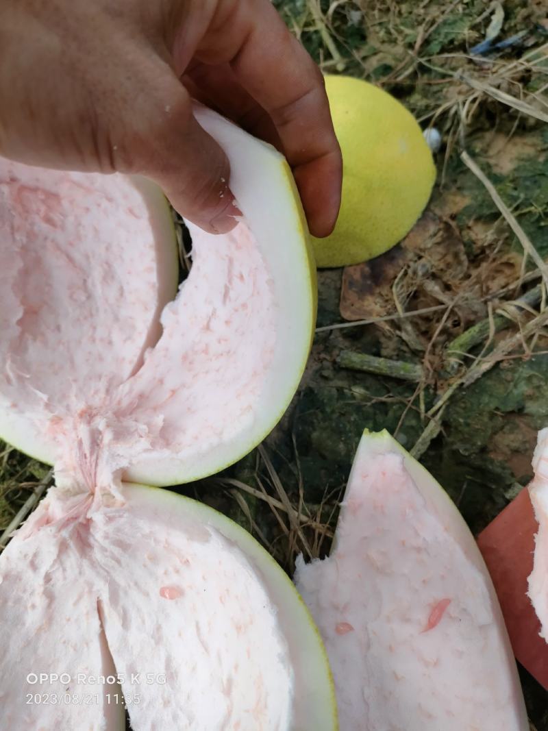 广西扶绥三红蜜柚大量上市