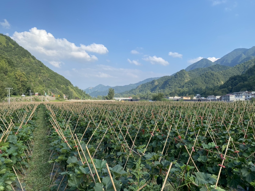 绿春县梯田冬瓜种植基地航拍图