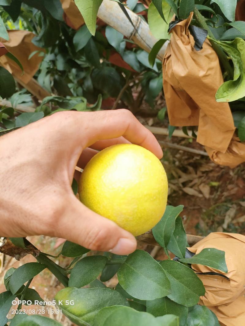 广西扶绥爱媛38大量上市