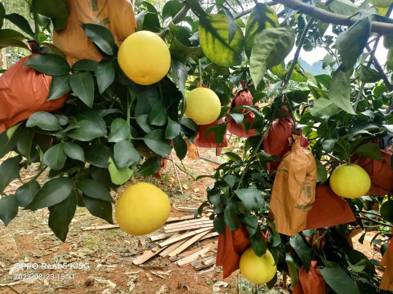 广西扶绥爱媛38大量上市