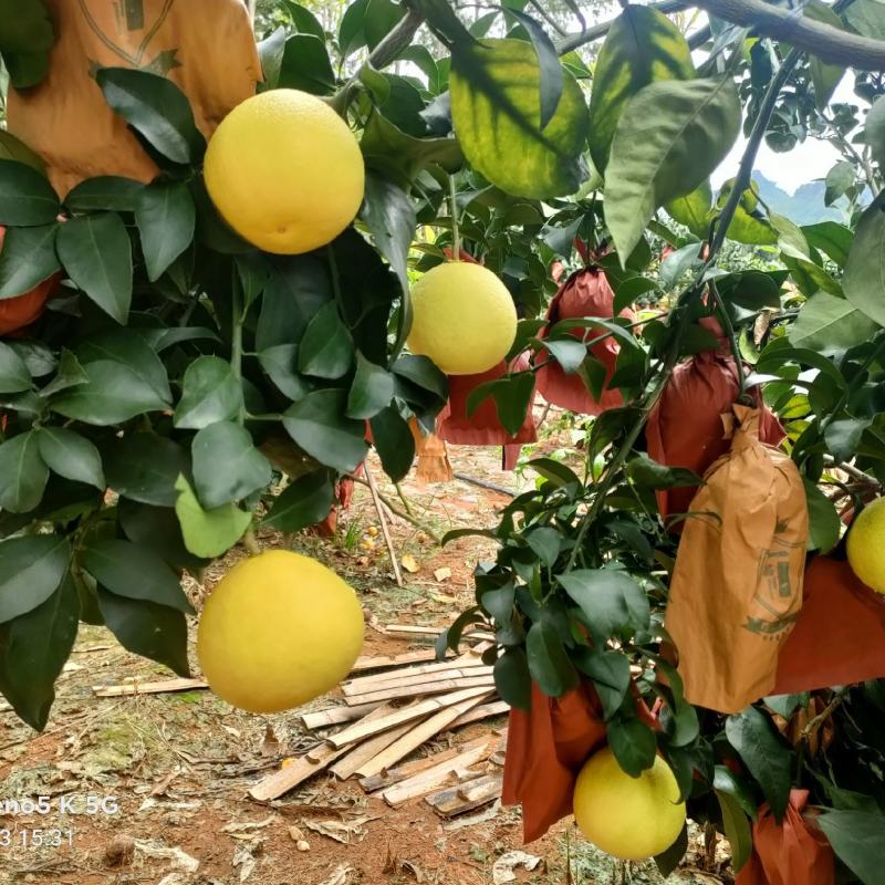 广西扶绥爱媛38大量上市
