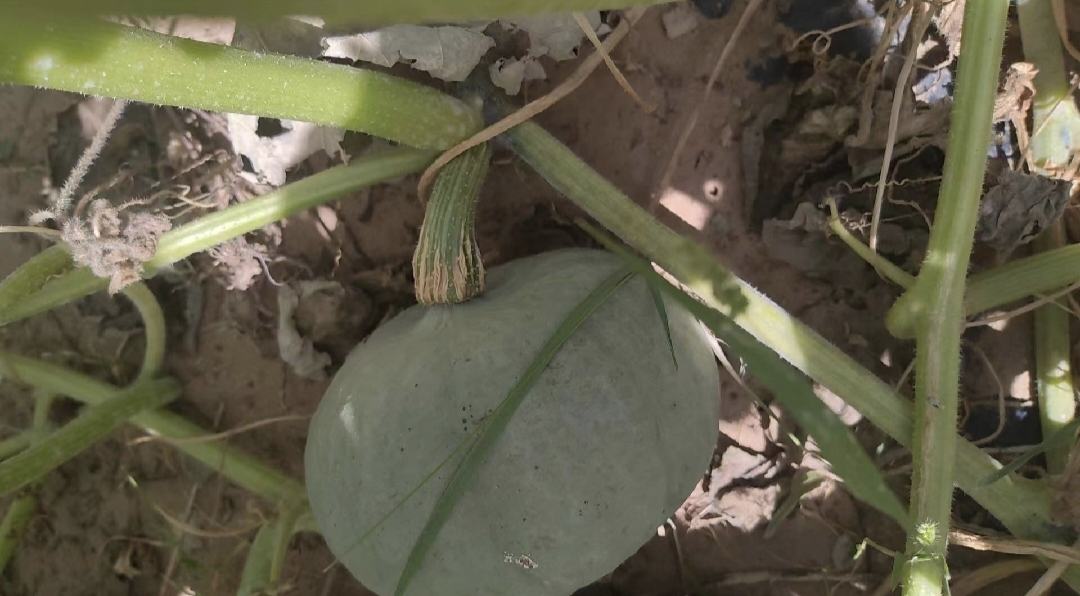 展示完整的板栗南瓜植株,突出藤蔓与果实的关系 板栗南瓜藤与南瓜果实对比图