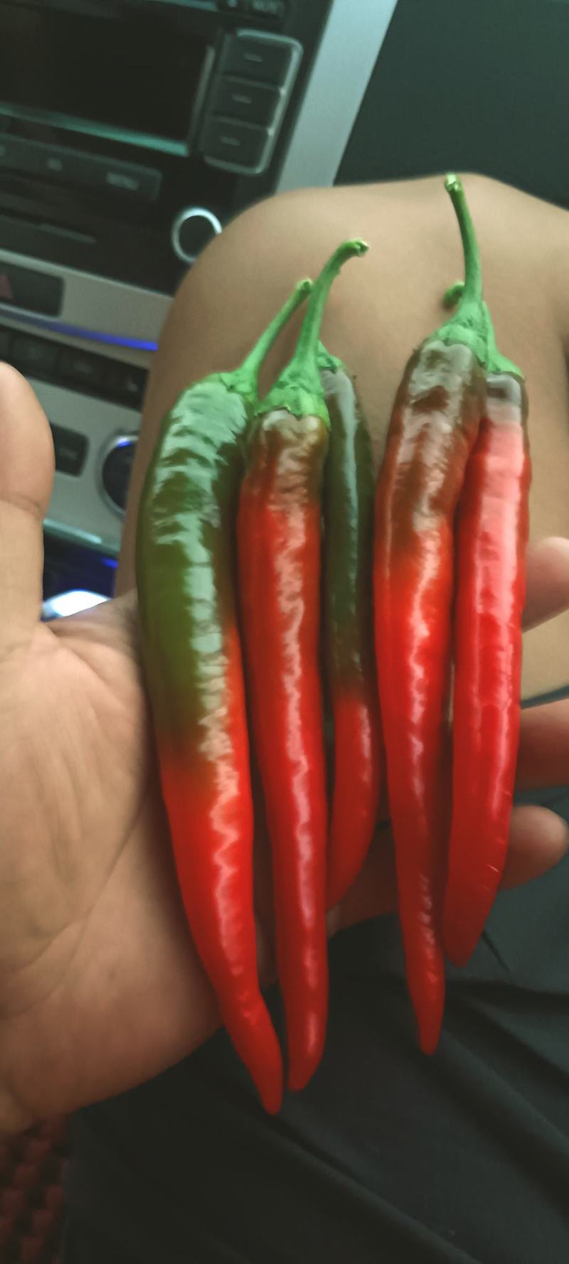 青线椒
