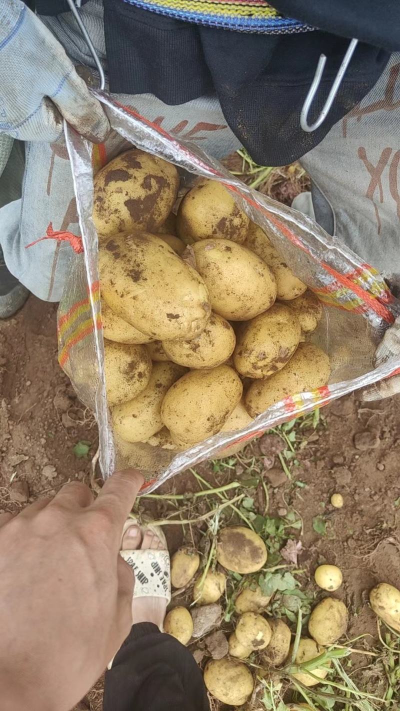 内蒙古赤峰各种黄心土豆大量上市，有需要的抓紧联系