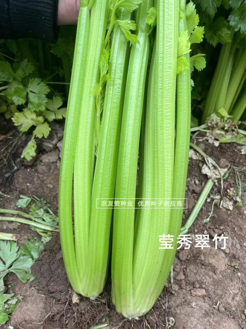 高品质芹菜种子莹秀翠竹西芹种子引进法国西芹品种根部小