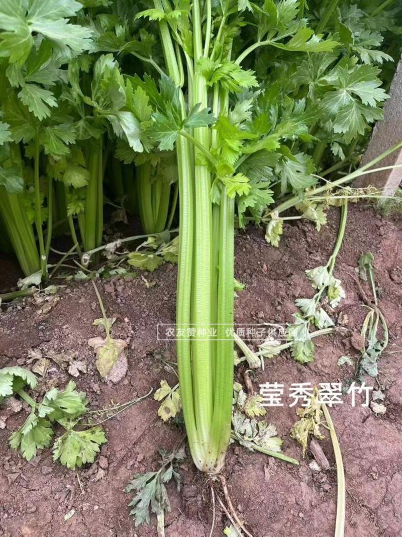 高品质芹菜种子莹秀翠竹西芹种子引进法国西芹品种根部小