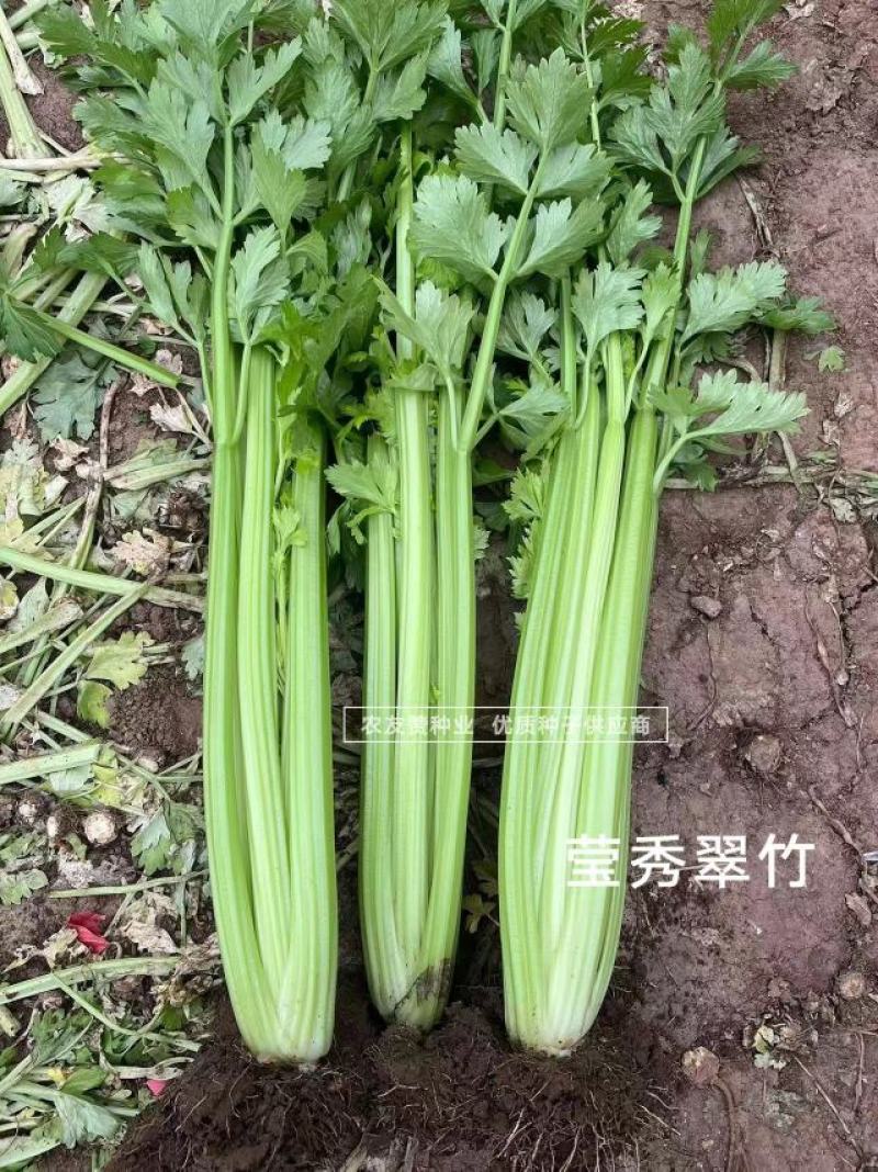 高品质芹菜种子莹秀翠竹西芹种子引进法国西芹品种根部小