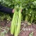 高品质芹菜种子莹秀翠竹西芹种子引进法国西芹品种根部小