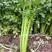 高品质芹菜种子莹秀翠竹西芹种子引进法国西芹品种根部小